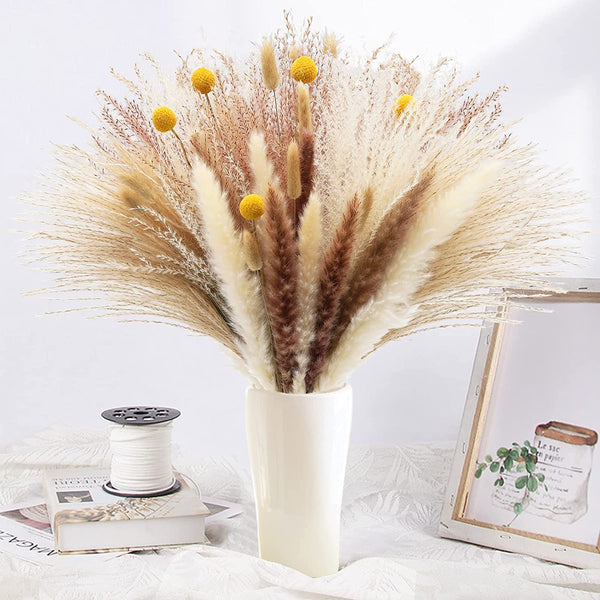 Cream Pampas Grass