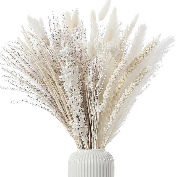 Cream Pampas Grass