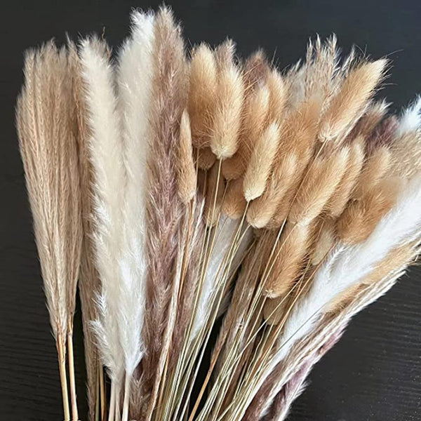 Cream Pampas Grass