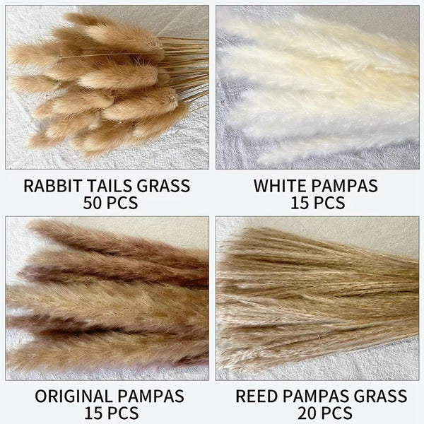 Cream Pampas Grass